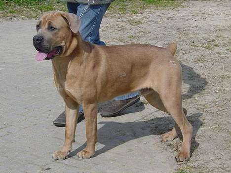 Cane corso Hunter Ro-Ka-Te (joy) billede 2