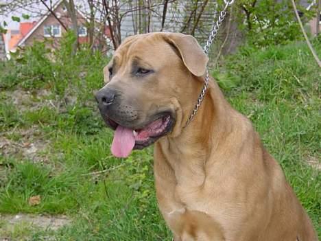 Cane corso Hunter Ro-Ka-Te (joy) billede 4