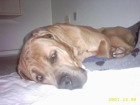 Cane corso Hunter Ro-Ka-Te (joy) - Jeg tager lige en slapper i kurven.. billede 5