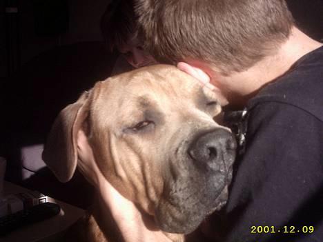 Cane corso Hunter Ro-Ka-Te (joy) - Min nye far får lige en knus af mig.... billede 6