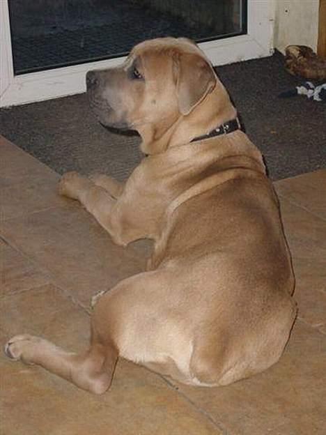 Cane corso Hunter Ro-Ka-Te (joy) billede 7