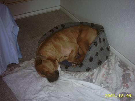 Cane corso Hunter Ro-Ka-Te (joy) - Ja kurven er ikke helt min størrelse, det er jo egentlig også soffi´s... billede 8