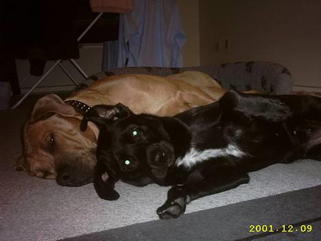 Cane corso Hunter Ro-Ka-Te (joy) - Min nye ven soffi, hun er god at putte med, hun er også herinde. billede 9