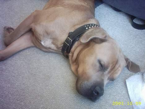 Cane corso Hunter Ro-Ka-Te (joy) billede 10