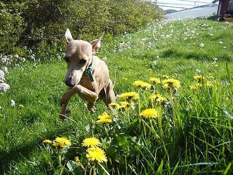 Whippet E.T. billede 1