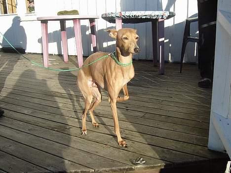 Whippet E.T. billede 2