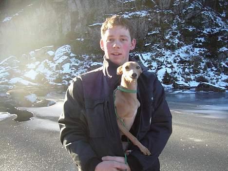 Whippet E.T. billede 3