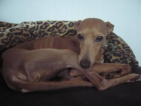 Whippet E.T. - ET koser seg i sengen;) billede 4