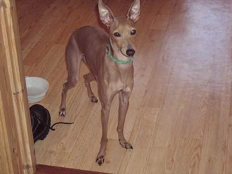 Whippet E.T. billede 5