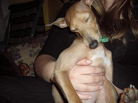 Whippet E.T. billede 7