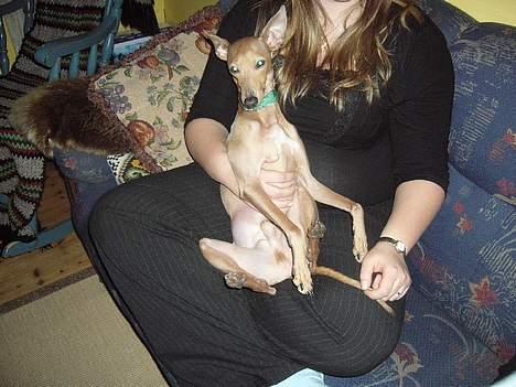 Whippet E.T. billede 8