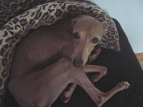 Whippet E.T. - er jeg ikke søt? billede 9