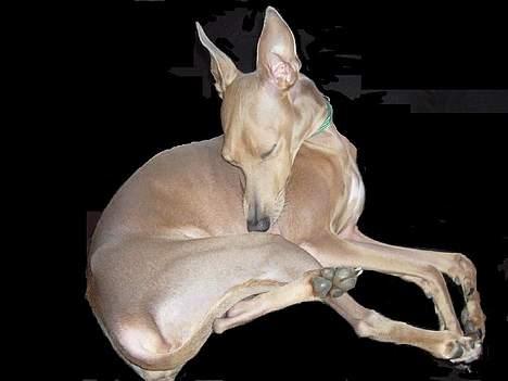 Whippet E.T. billede 10