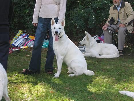 Hvid Schweizisk Hyrdehund Ursus - er jeg ikke sød billede 6