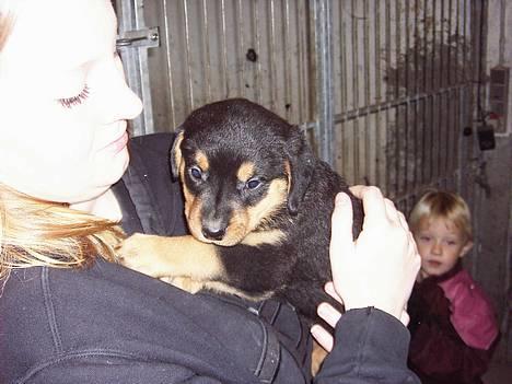 Rottweiler Bailey - dig kan jeg godt lide billede 4