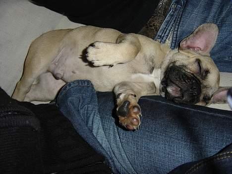 Fransk bulldog Albert (Himmelhund) billede 2