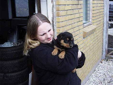 Rottweiler Bailey - vil bæres hele mit liv billede 6