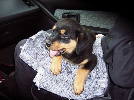 Rottweiler Bailey - første køretur nu ikke så slem kastede kun op 3 gange billede 7