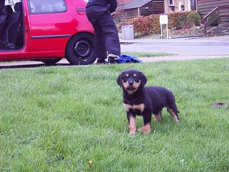 Rottweiler Bailey - min nye græsplæne FED billede 8