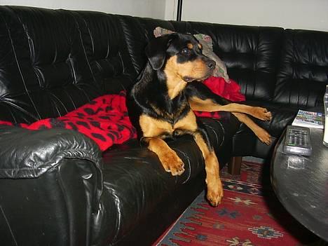 Rottweiler Bailey - mig og min sofa billede 9