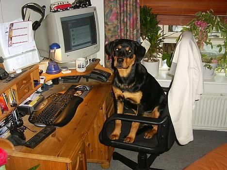 Rottweiler Bailey - Skal jeg lige skrive til jer billede 10