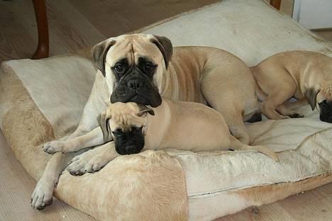 Bullmastiff Hera - "Jeg ved du har noget.............." billede 1