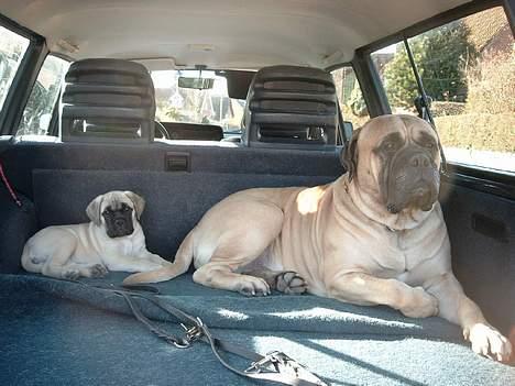 Bullmastiff Hera - Hera sammen med farmand i bilen **SS**  billede 2