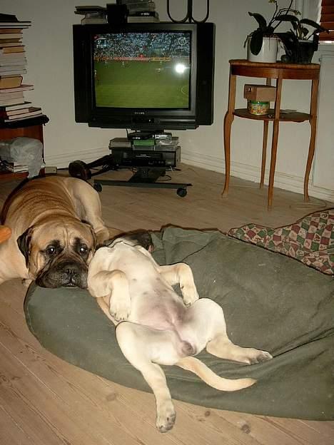 Bullmastiff Hera billede 3