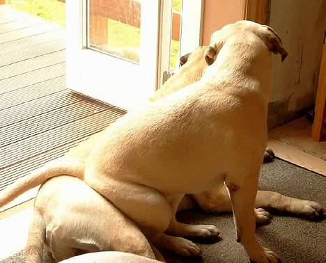 Bullmastiff Hera - Håkon har efterhånden vænnet sig til at hun foretrækker at sidde på ham. Hun holder sig ikke tilbage for at sidde i panden på ham **SS** billede 4