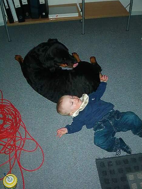 Rottweiler bella billede 9