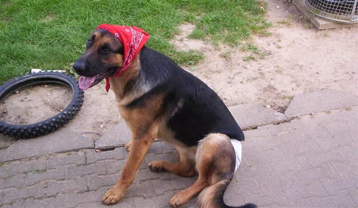 Schæferhund Kenzo - NYT !! Posere ved mosen ;) billede 1