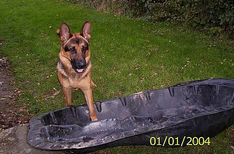 Schæferhund Kenzo - Hva laver han dog med Fiske bassinet ? ;o) Datoen på billedet er forkert !! billede 2