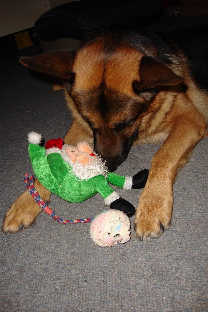 Schæferhund Kenzo billede 3