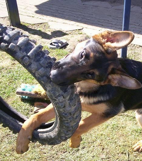 Schæferhund Kenzo - Grr, det dumme dæk trænger til nogle tæsk ! billede 4