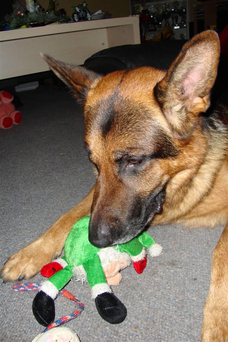 Schæferhund Kenzo - Øhh, er jeg fin nok mor ?! ;D billede 5