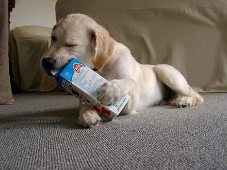 Golden retriever Chico - Ja ...man blir hvad man spiser billede 4