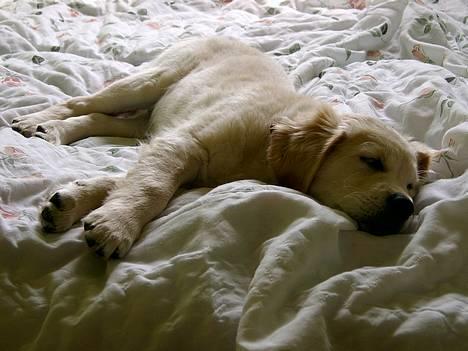 Golden retriever Chico - Det er hårdt at være hvalp :-) Vi tager lige en middagsnapper på gæstesengen billede 5