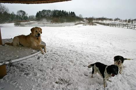 Golden retriever Chico - Chico leger med andre hunde billede 7