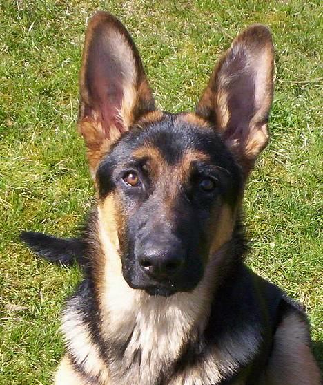 Schæferhund Kenzo - Fotomodel ! billede 6