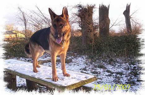 Schæferhund Kenzo - NYT !! Sådan viser man siq fem :b billede 7