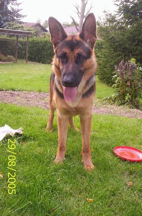 Schæferhund Kenzo - Den tunge kan komme langt ud ö billede 8