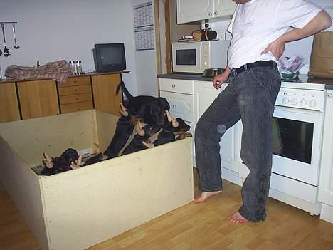 Dobermann Begat billede 3