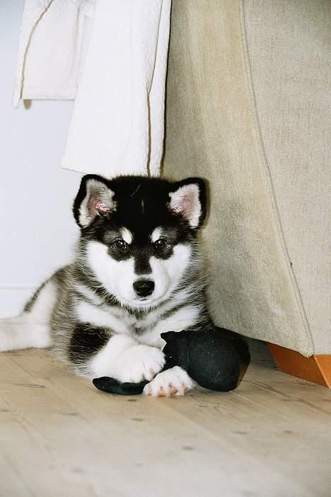 Alaskan malamute Nuna - angel in disquise billede 2