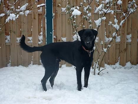 Blanding af racer Rollo (død) billede 5