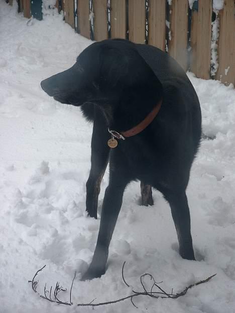 Blanding af racer Rollo (død) billede 6