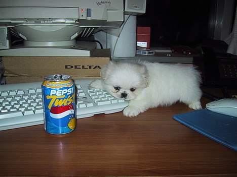 Pekingeser Thues Aicha - En rigtig PC hund der selv har oprettet profilen  billede 1