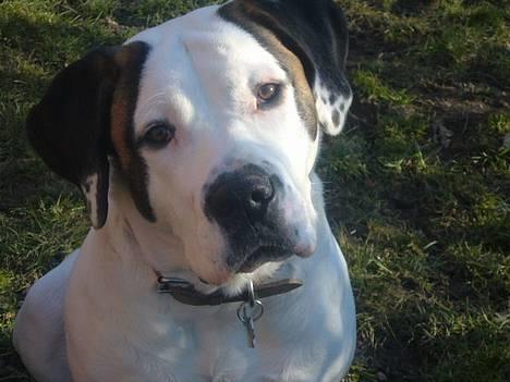 Blanding af racer Tessa - Please billede 1