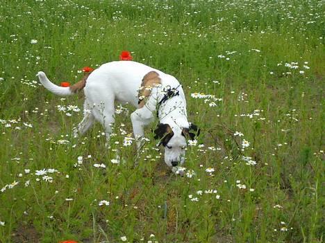 Blanding af racer Tessa - ummmmm hvor er dufter billede 2