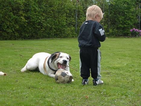Blanding af racer Tessa - 3 ting på en gang... bide i pinden, holde øje med bolden og ha styr på André.... det er da multitasking så det vil no´et billede 4