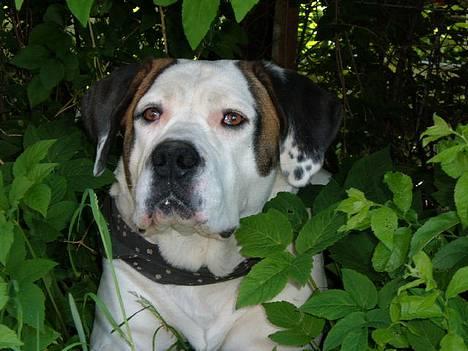 Blanding af racer Tessa - cool dog billede 8